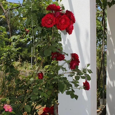 Appartement By The Sea Verunic, Dugi Otok - 8104 *